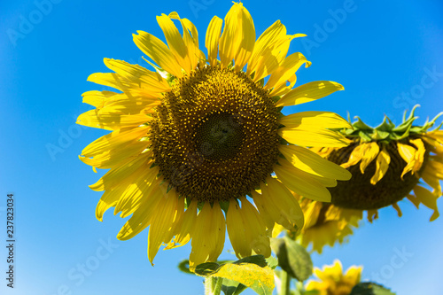 Fototapeta Naklejka Na Ścianę i Meble -  Sunflower