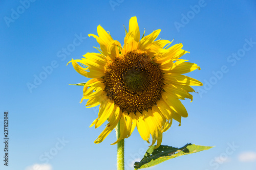 Fototapeta Naklejka Na Ścianę i Meble -  Sunflower