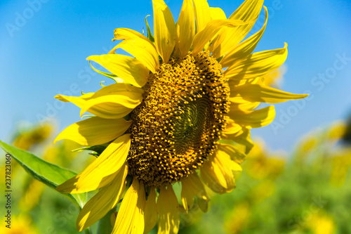 Fototapeta Naklejka Na Ścianę i Meble -  Sunflower