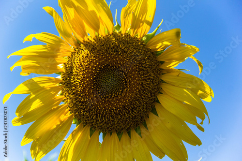 Fototapeta Naklejka Na Ścianę i Meble -  Sunflower