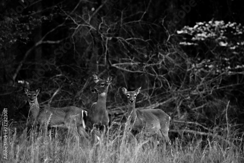 3, three does posing frame. female white tail deer