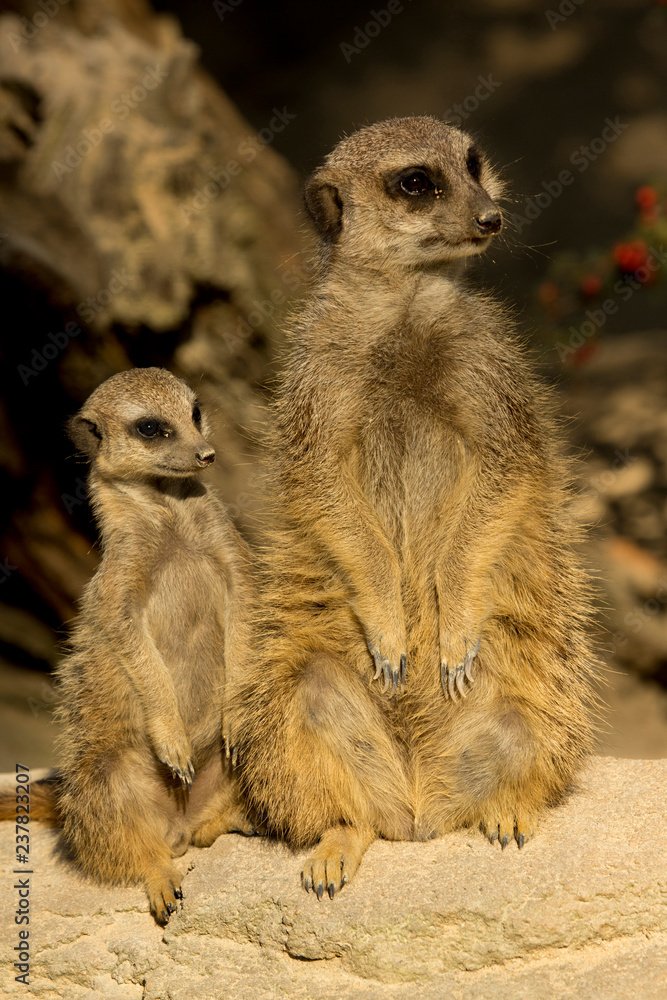 Fototapeta premium Meerkat (Suricata suricatta).