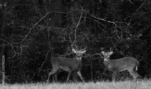 2 male deer, two white tail bucks in rut in Gerogia black and white.