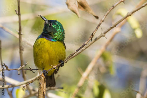 close up of a sunbird sitting on a branch 