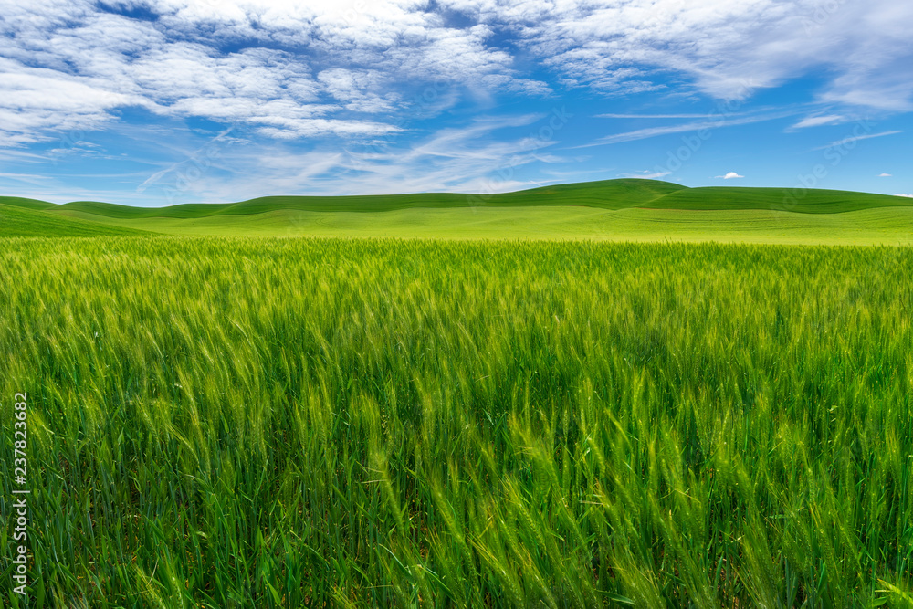 Palouse Region of Washington