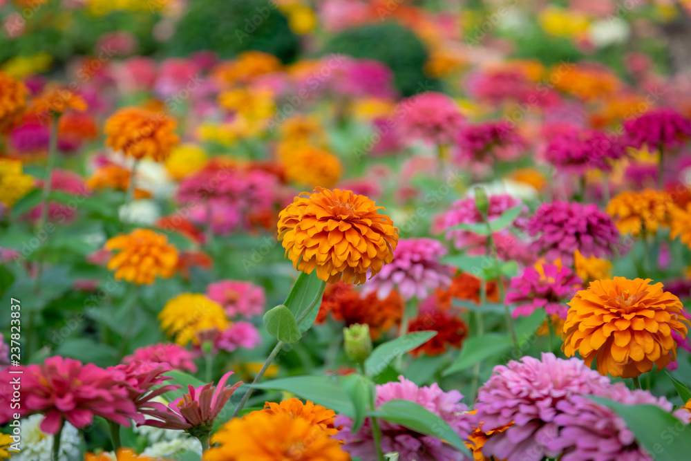 Zinnia flowers in the garden is a popular flower grown in the house and the place because many beautiful colors. Zinnia flowers in the garden is a popular flower grown in the house and the place because many beautiful colors.