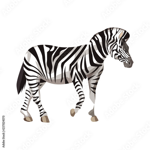 Fototapeta Naklejka Na Ścianę i Meble -  Zebra wild animal