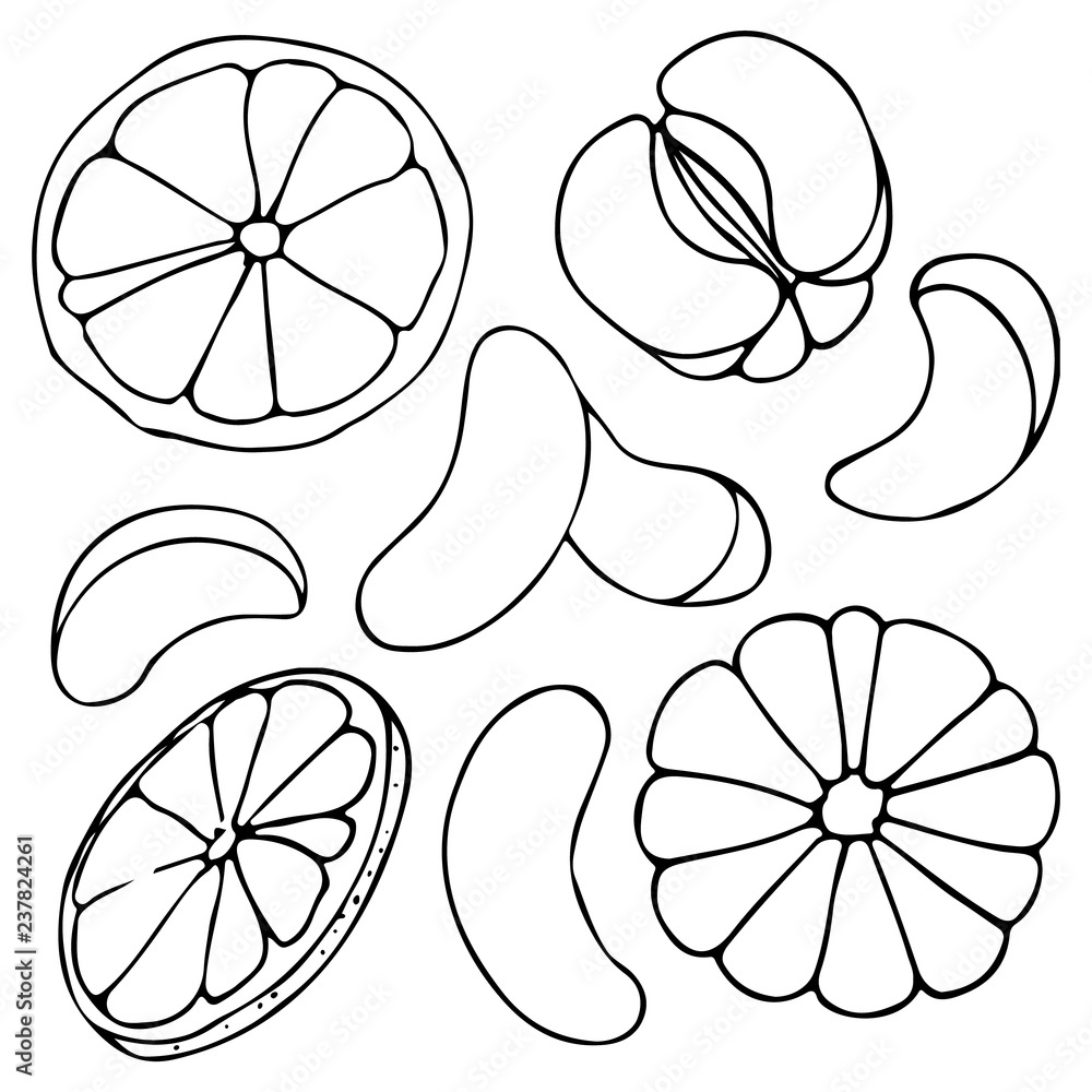 Vector hand drawn outlined slices of mandarin. Contour sketch isolated on white background. Citrus design elements. Can be used for cards, invitations, gift wrap, print, scrap, menu, kitchen. Vector hand drawn outlined slices of mandarin. Contour sketch isolated on white background. Citrus design elements. Can be used for cards, invitations, gift wrap, print, scrap, menu, kitchen.