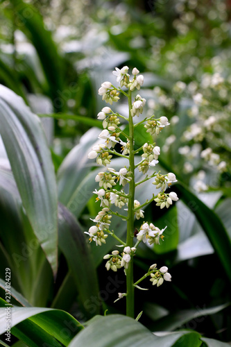 Cola De Gallo at garden photo