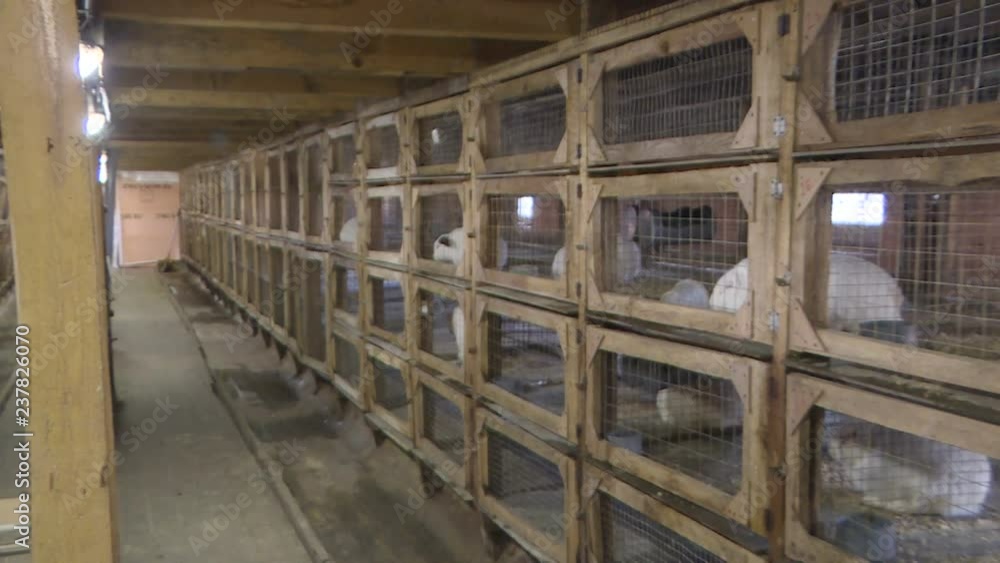Rabbit farm on an industrial scale. White and gray rabbits in cages. Rabbit farm on an industrial scale. White and gray rabbits in cages.