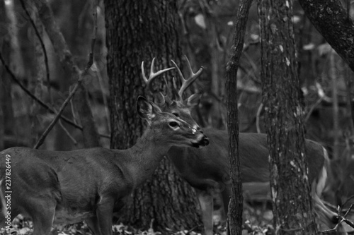 deer in forest, buck with a doe, white tail deer in black and white pose.