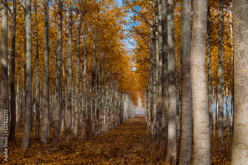 Boardman Tree Farm in Oregon