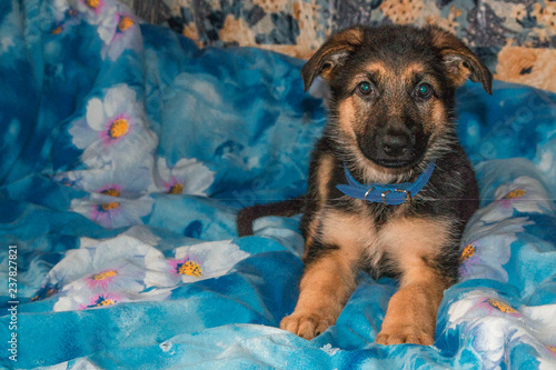 Cute German shepherd puppy in the house