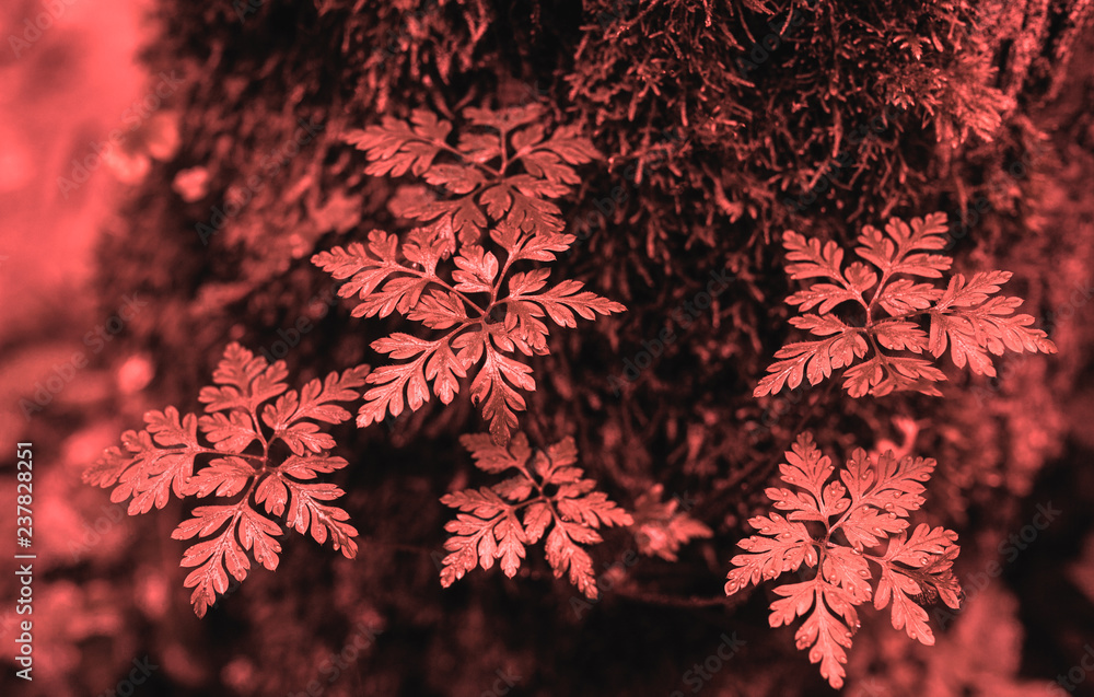 Natural Living Coral 2019 background. Fresh forest plants. Natural Living Coral 2019 background. Fresh forest plants.