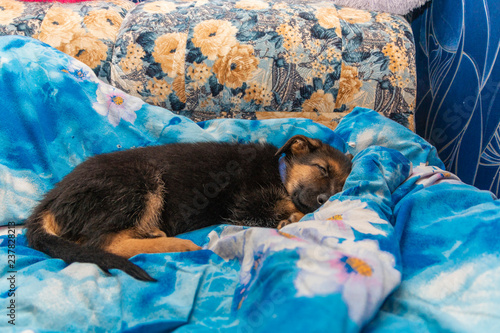 Cute German shepherd puppy in the house