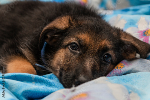 Cute German shepherd puppy in the house