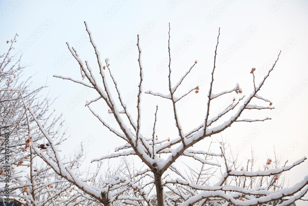 Branches covered with snow Branches covered with snow