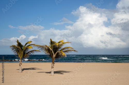 Pristine Caribbean beach with palm trees 