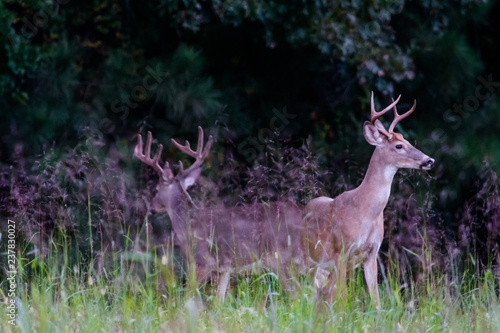 Georgia white tail bucks in rut, multiple antlered deer portrait photo.