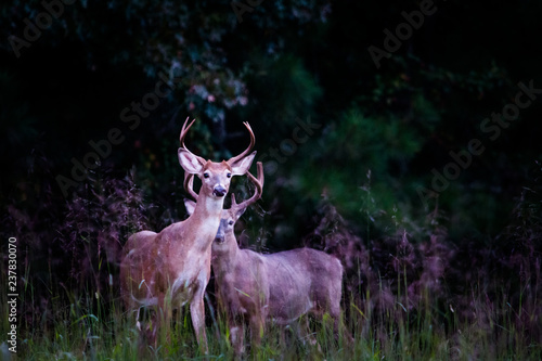 big white tail bucks, two bucks in Georgia in a beautiful forest.