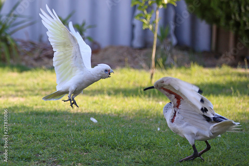fighting birds