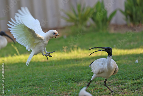 fighting birds