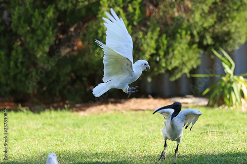 fighting birds