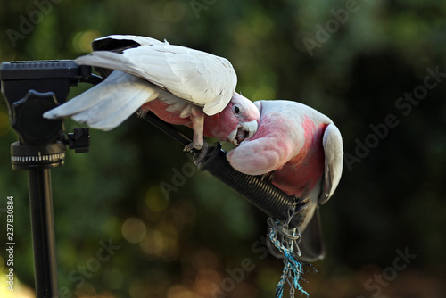 fighting birds