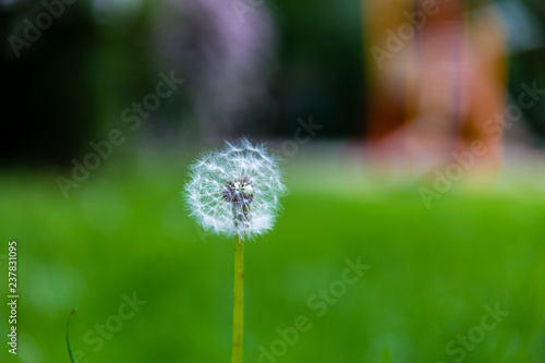 Dandelion on the field