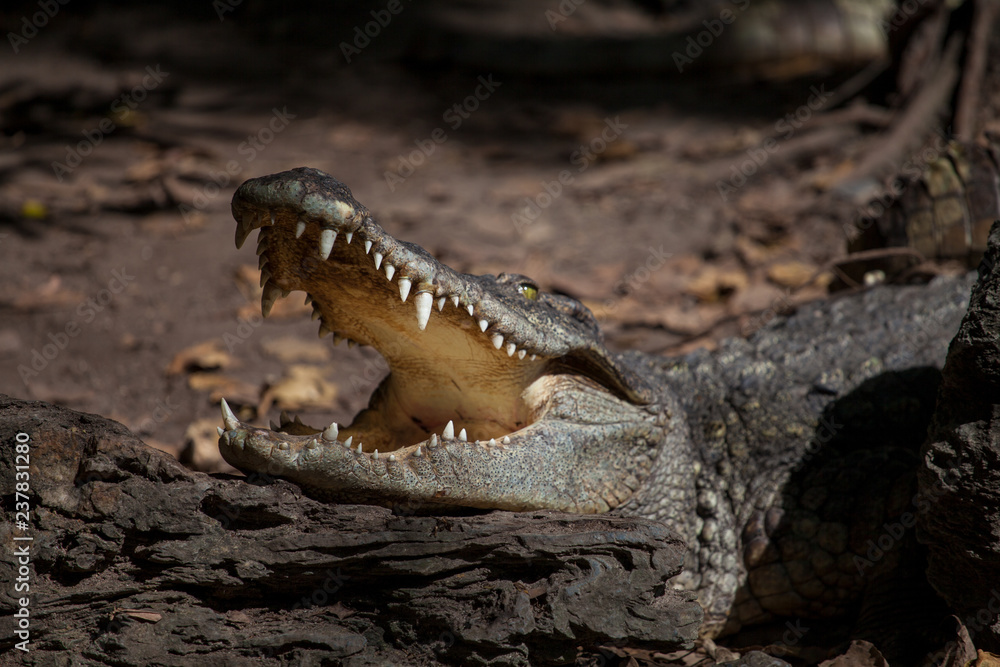 Fototapeta premium A large crocodile to us sideways with an open mouth in which one can see the sharp teeth of a predator