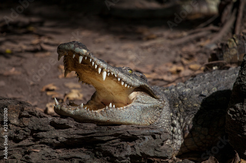 A large crocodile to us sideways with an open mouth in which one can see the sharp teeth of a predator