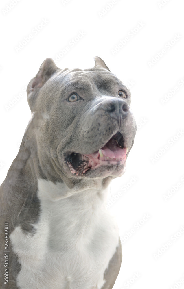 Face of pit bull dog