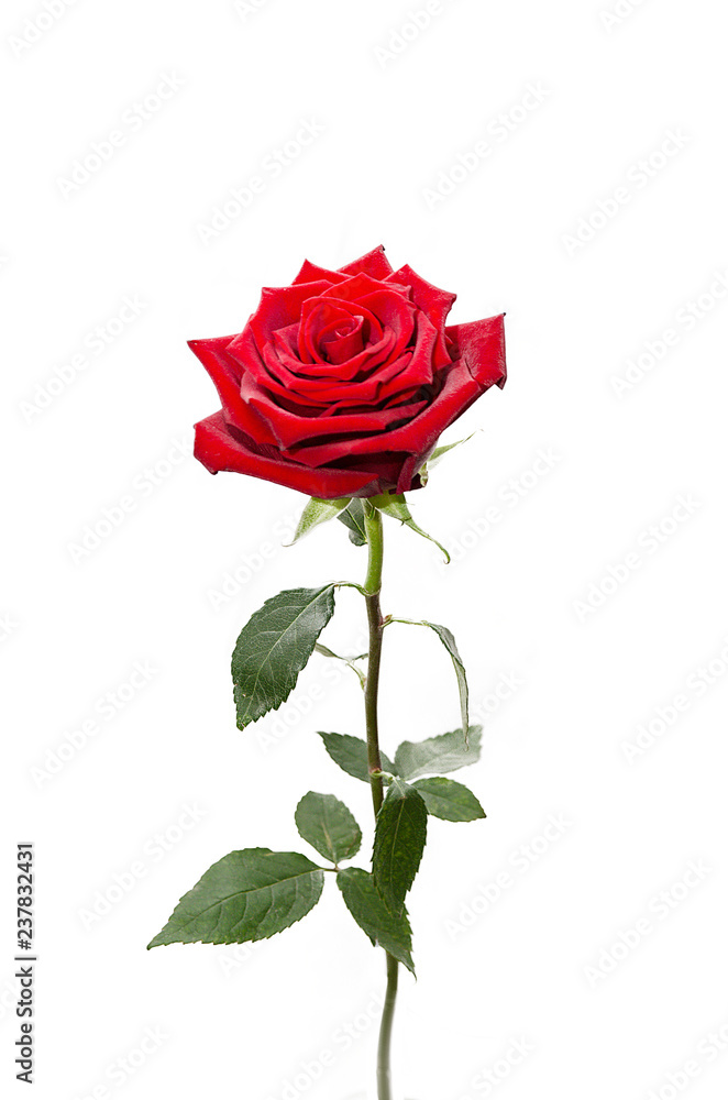 Rose flower isolated on white background Rose flower isolated on white background