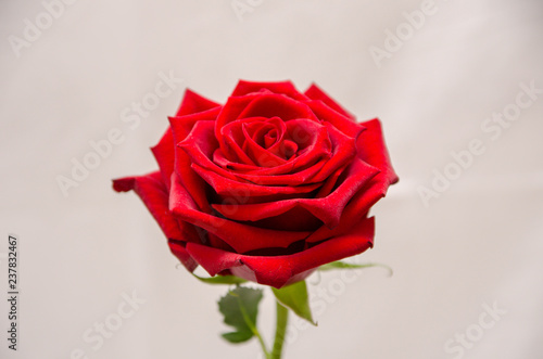 Fototapeta Naklejka Na Ścianę i Meble -  Rose flower isolated on white background