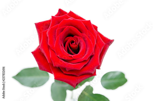 Rose flower isolated on white background