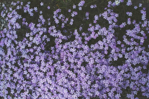 Pattern of violet pinwheel phlox flowers at dusk