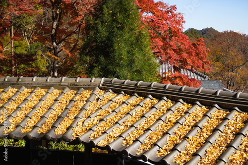 Autumn ginkgo fallen yellow leaves on the roof tiles ,Shikoku,Japan photo