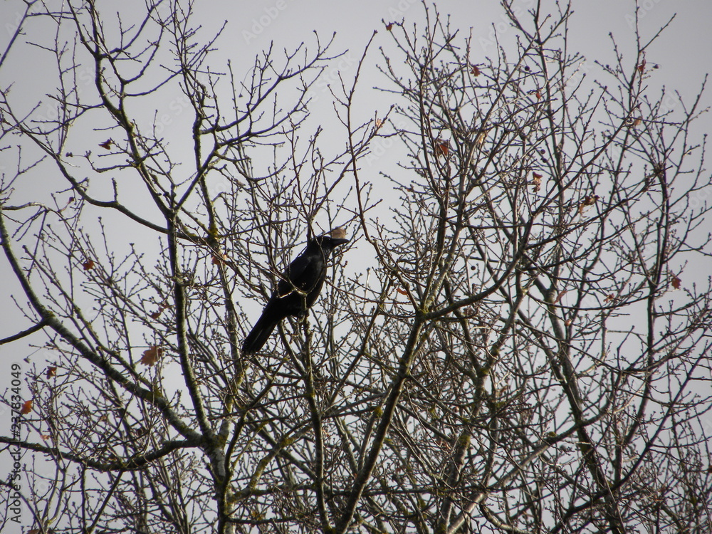 Crow on tree Crow on tree