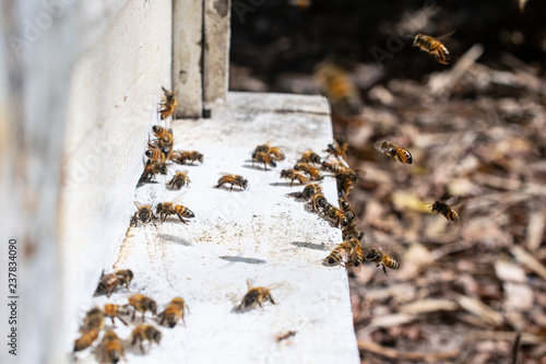 Close up of Swarm of bees at beehive © olando
