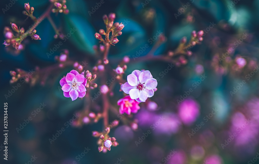 Small pink flowers with soft blur blue background