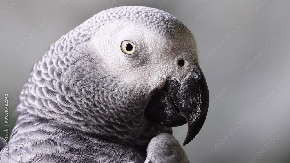 Obraz premium Afrigan grey parrot bird pet animals wildlife nature