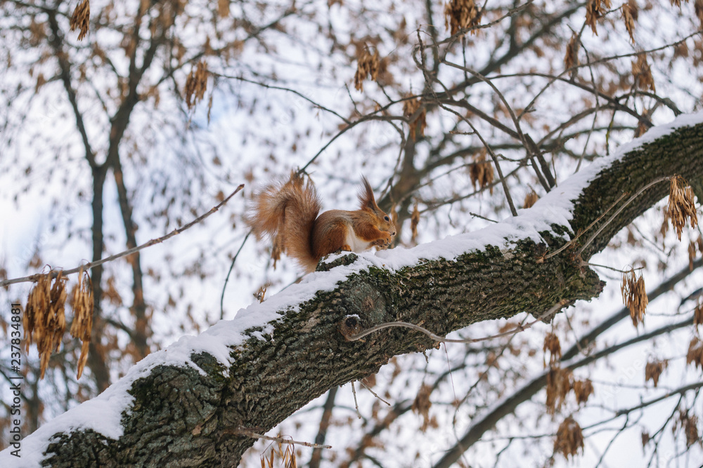 Squirrel on the tree branch. Sitting on the branch and eats nuts. Squirrel on the tree branch. Sitting on the branch and eats nuts.
