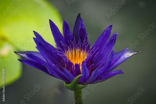 Inside a lotus Flower