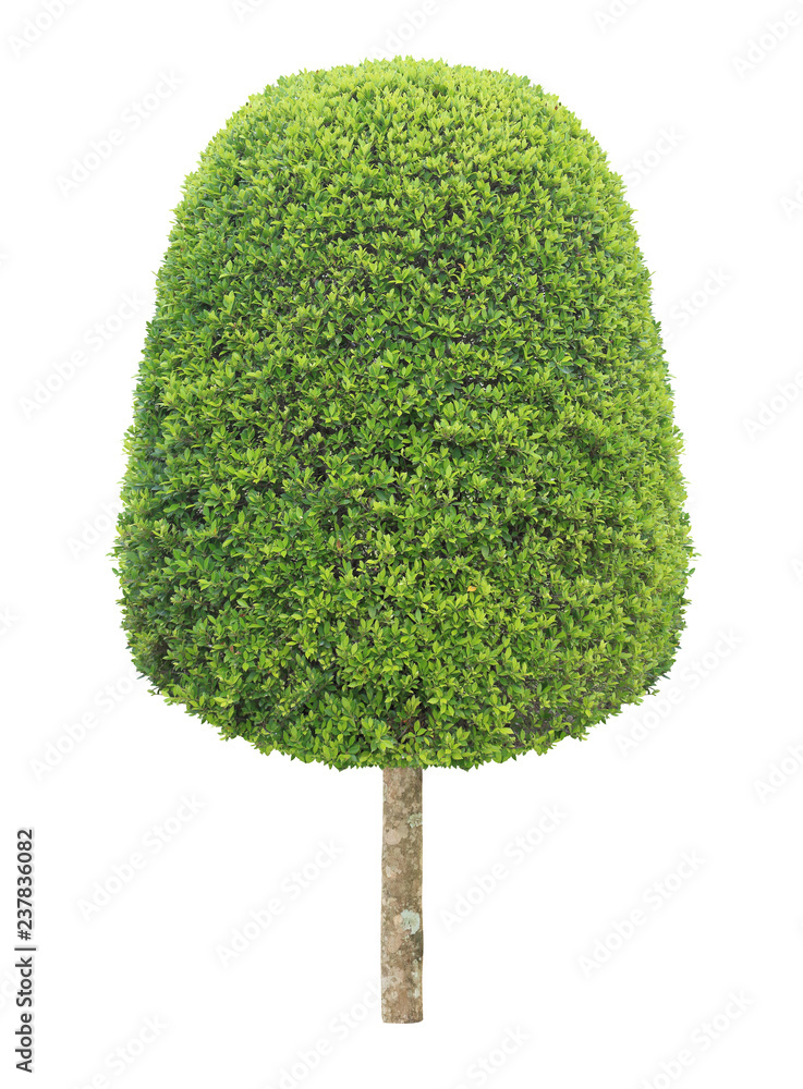 Thick bush of symmetric trimmed topiary tree isolated on white ...