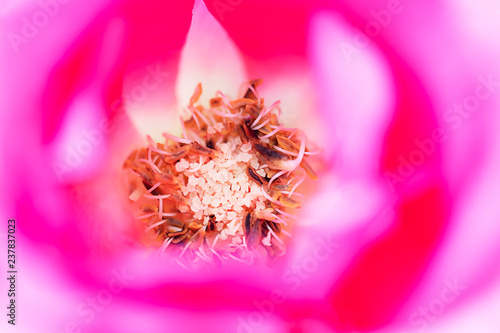 close up pollen of pink rose flower soft focus.