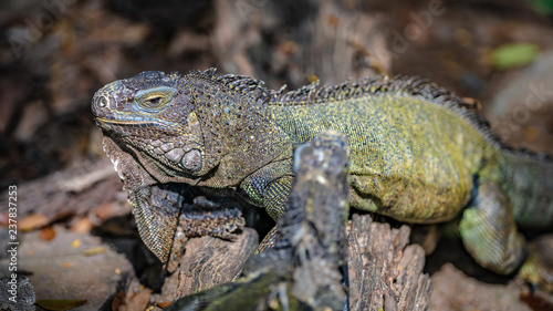 Wallpaper Mural Green Iguana Reptile Torontodigital.ca