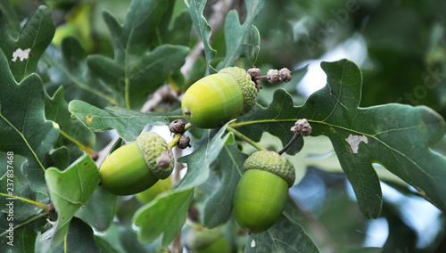 Branch of oak with acorns