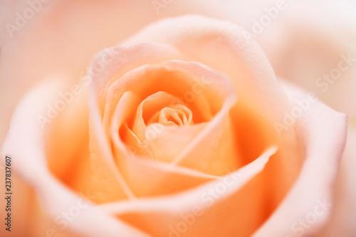 close up orange rose flower soft focus.
