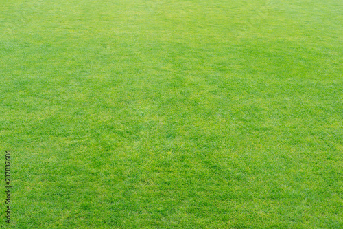 Green fresh grass texture or background, soft focus for your design.