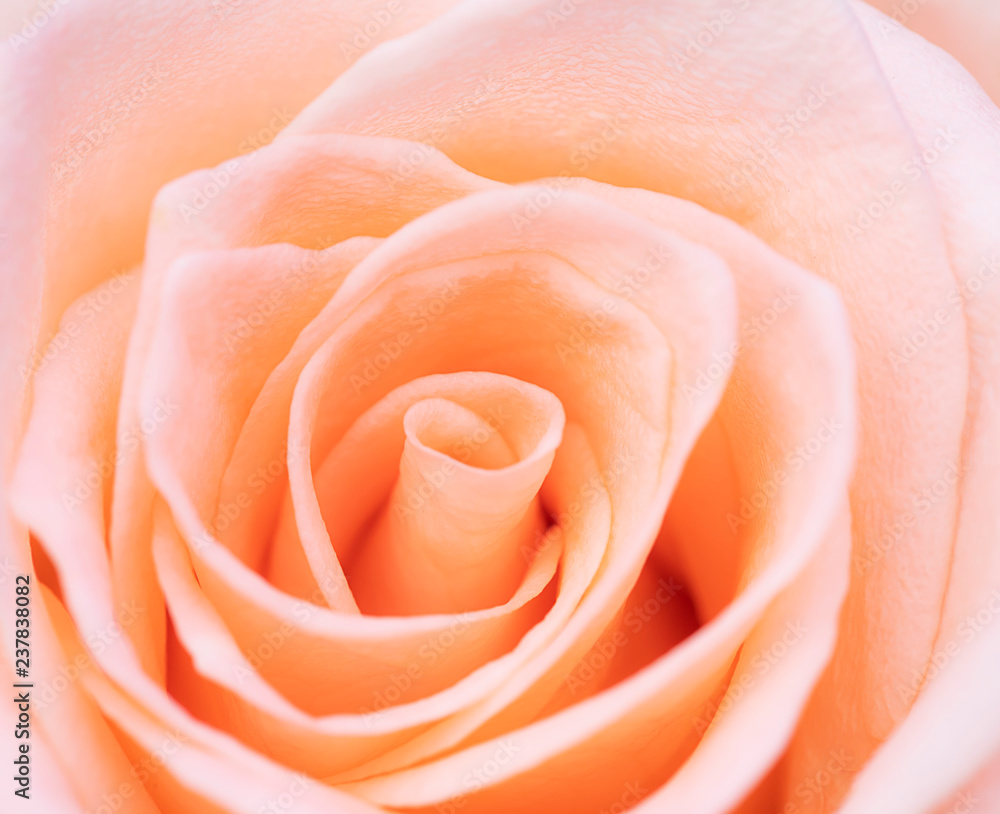 Closeup orange rose flower soft focus